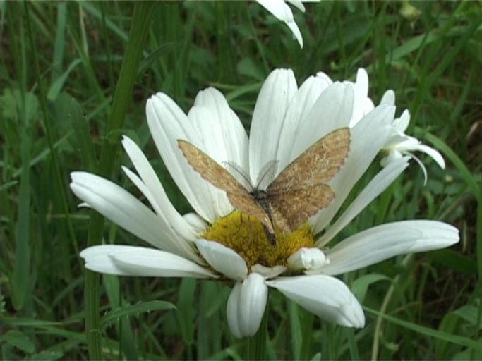 Heidespanner ( Ematurga atomaria ), Männchen : Am Niederrhein, Biotop, 18.05.2007